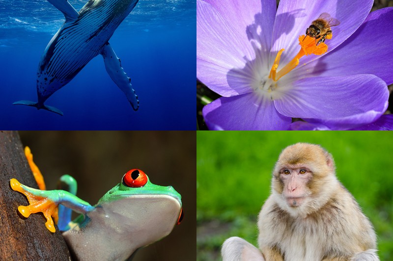 GSSST Science Club: International Day for Biological Diversity